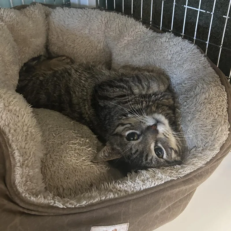 Bullfrog thumbnail 2