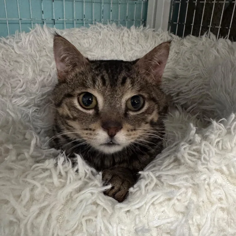 Bullfrog thumbnail 3