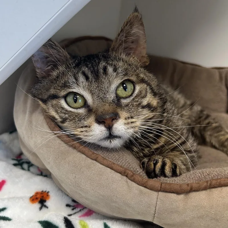 Bullfrog thumbnail 4