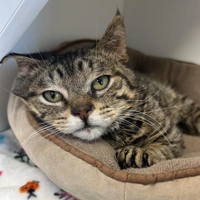 Bullfrog thumbnail 5