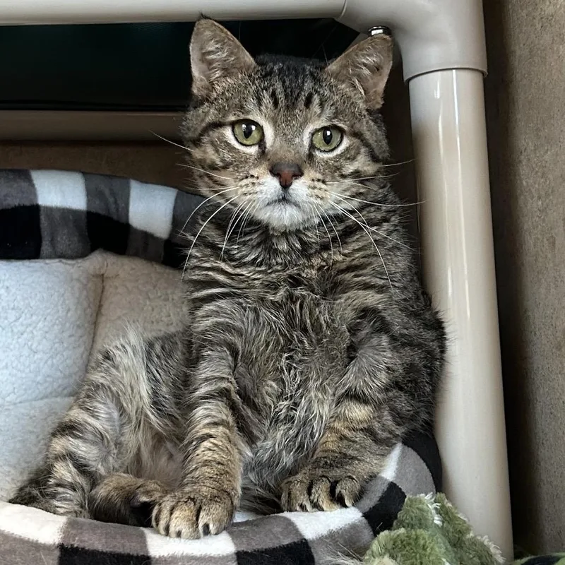 Bullfrog thumbnail 6