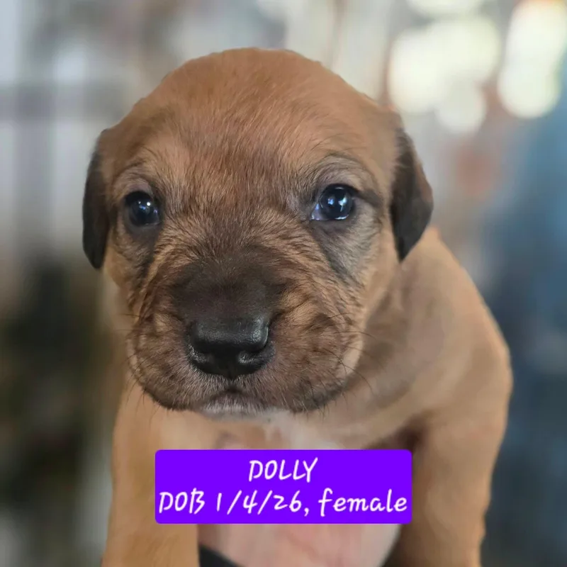 Dolly thumbnail 4