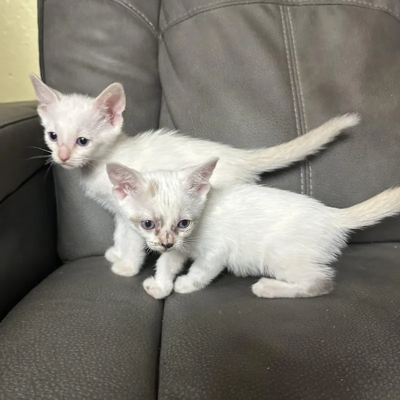 Marshmellow thumbnail 2