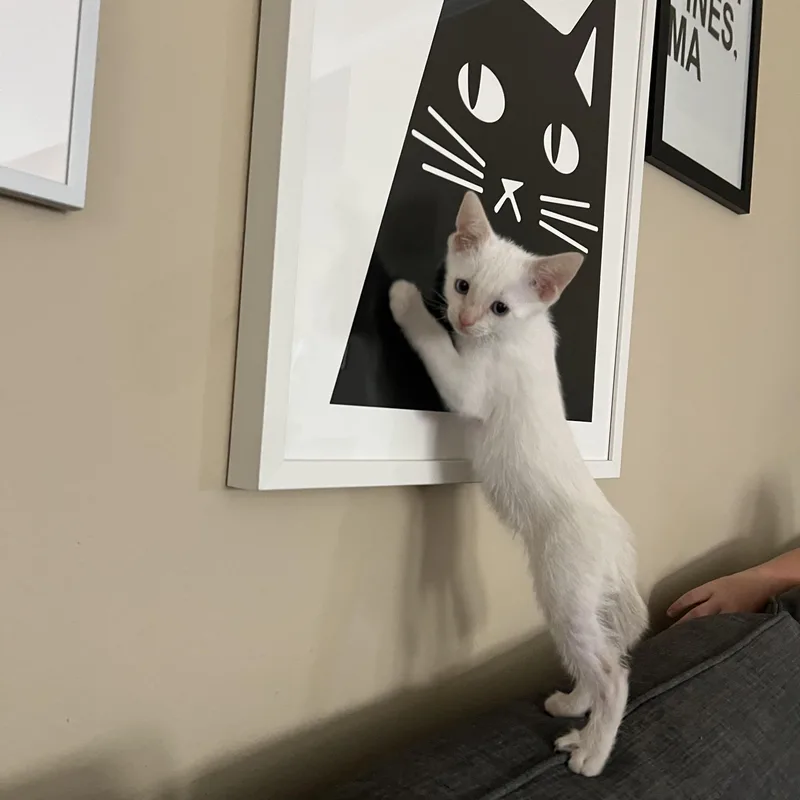 Marshmellow thumbnail 3