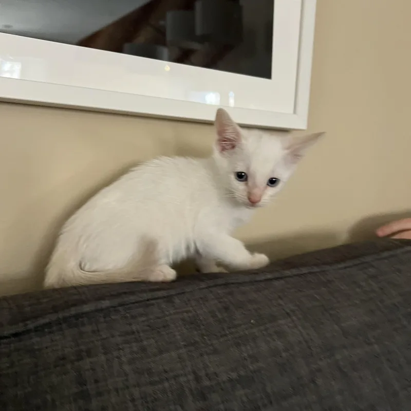 Marshmellow thumbnail 4