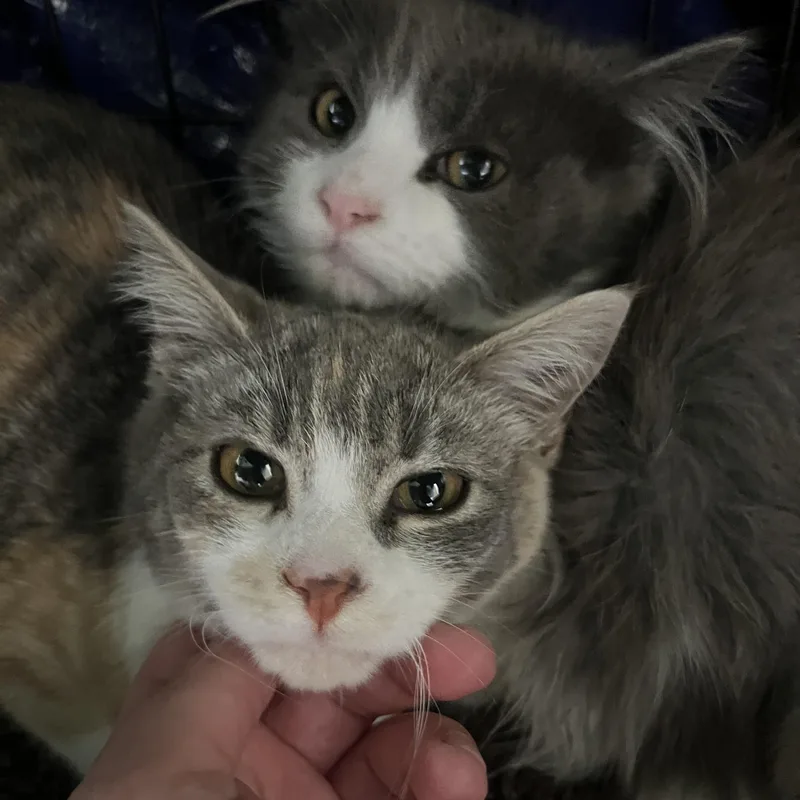 Milkshake thumbnail 2