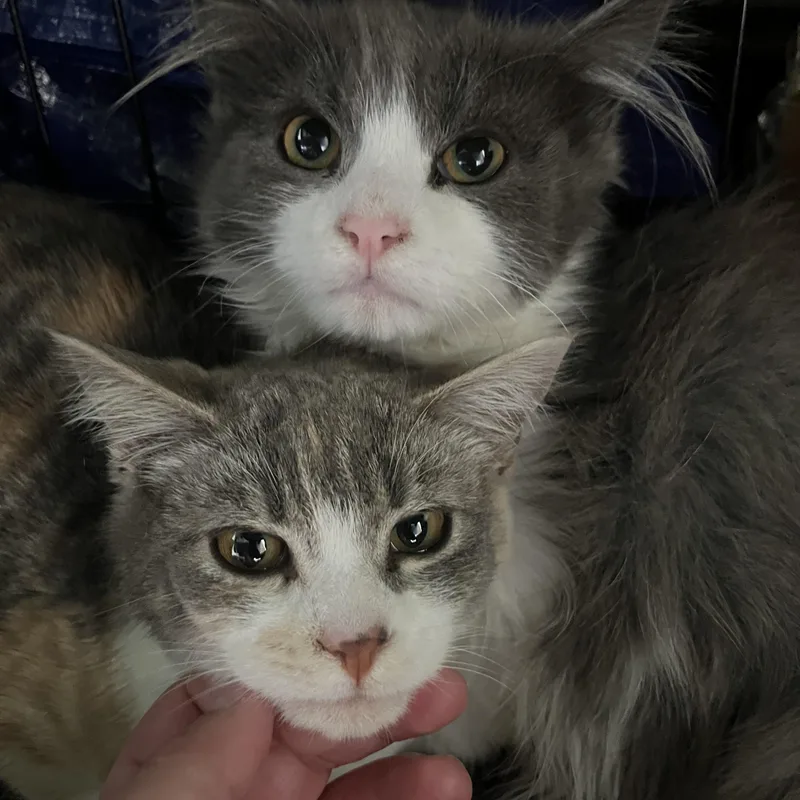 Milkshake thumbnail 3