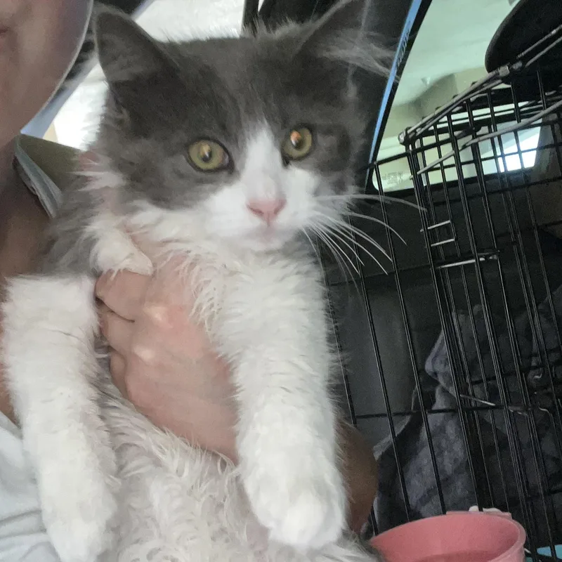 Milkshake thumbnail 5