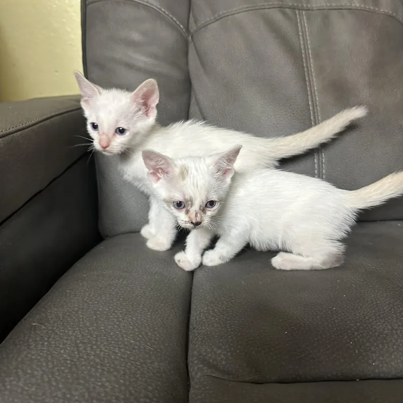 Snow White thumbnail 2