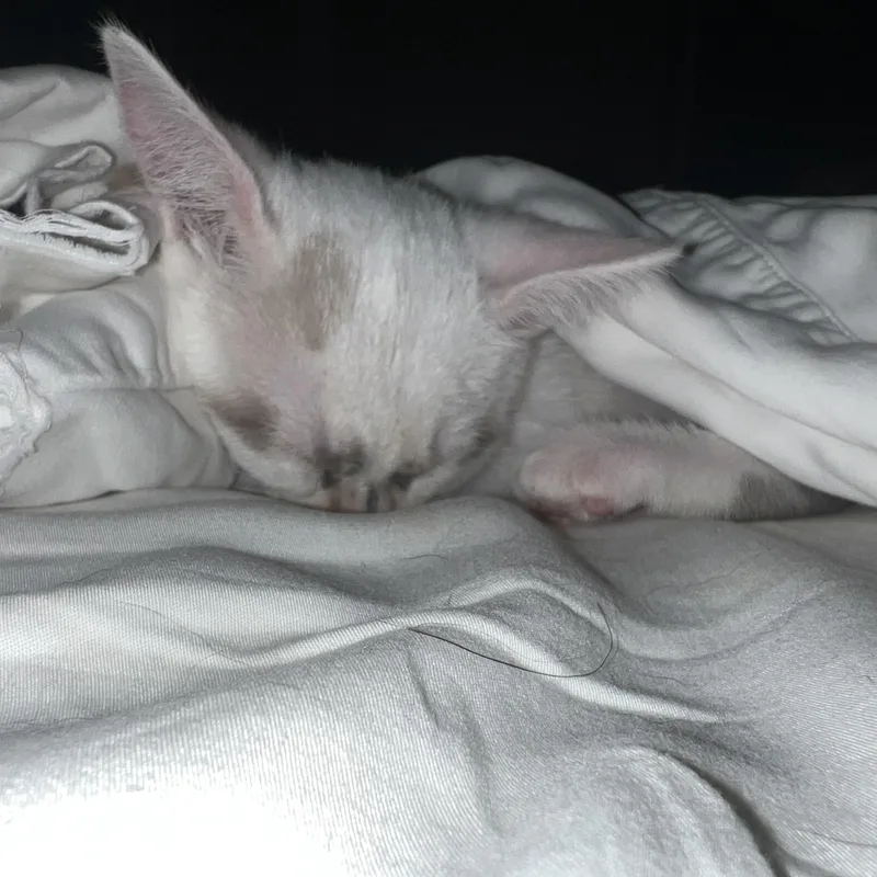 Snow White thumbnail 3