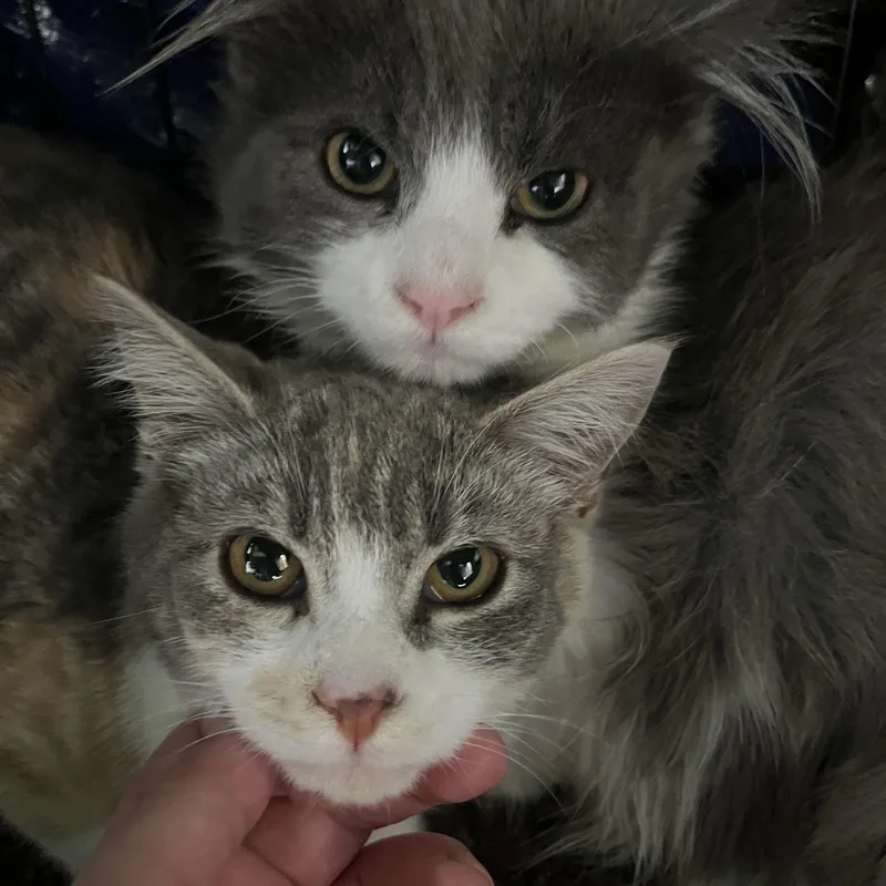 Sprinkles thumbnail 2