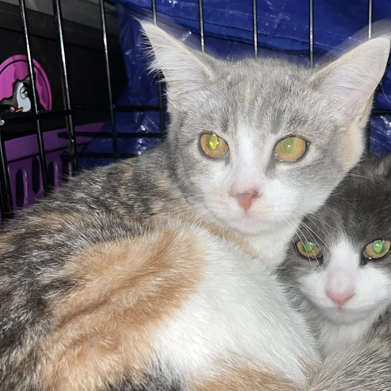 Sprinkles thumbnail 3