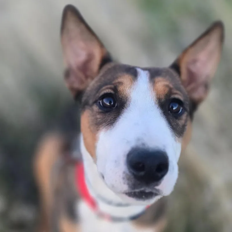 Mustang Sally thumbnail 2