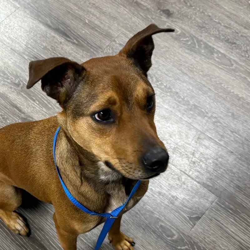 Twizzler thumbnail 2