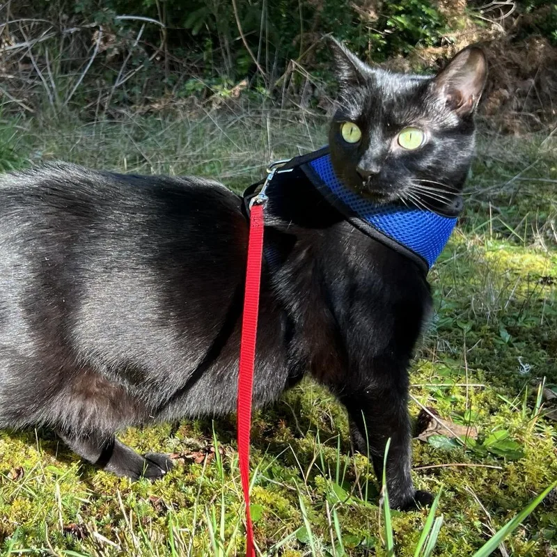 Valhalla thumbnail 2