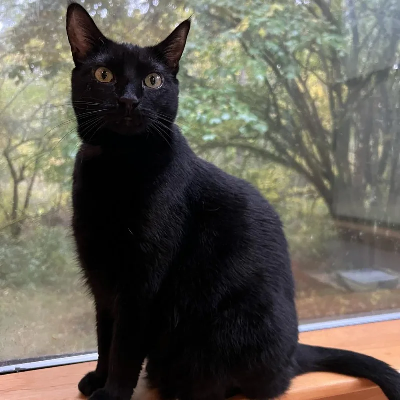 Valhalla thumbnail 3