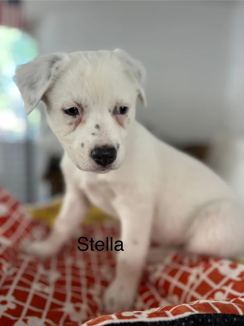 Stella thumbnail 4