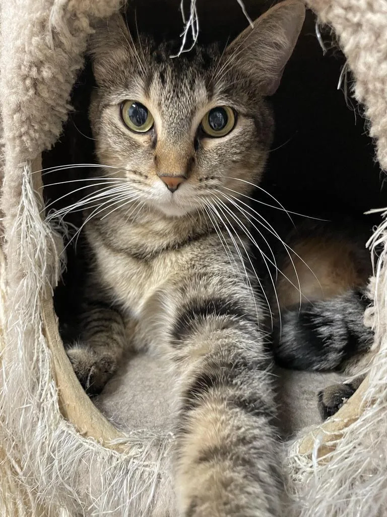 Rosemary thumbnail 2