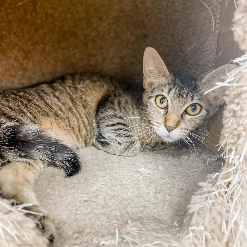 Rosemary thumbnail 3