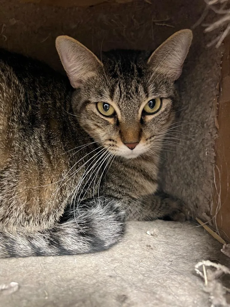 Rosemary thumbnail 4