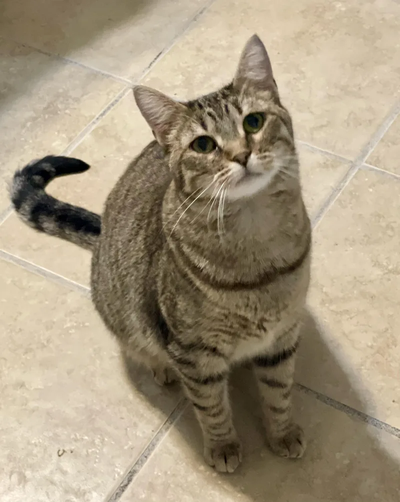 A young medium-sized female Tabby (Brown / Chocolate) Domestic Short Hair cat named Coco for adoption in Lacon, IL