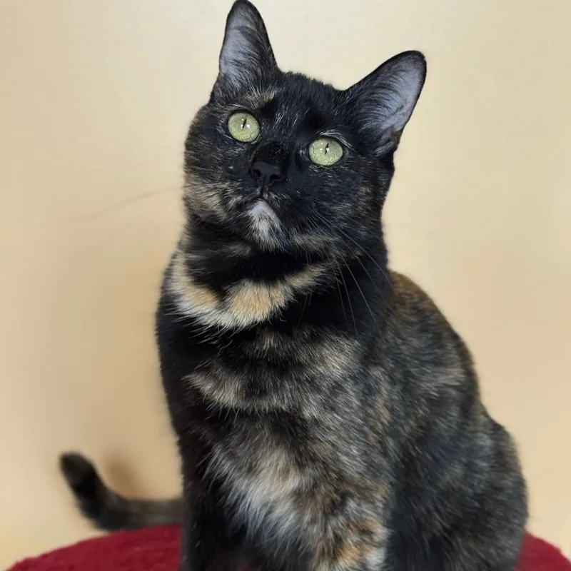 A baby small-sized female Tortoiseshell Domestic Short Hair cat named Cardi B for adoption in Sweetwater, TN