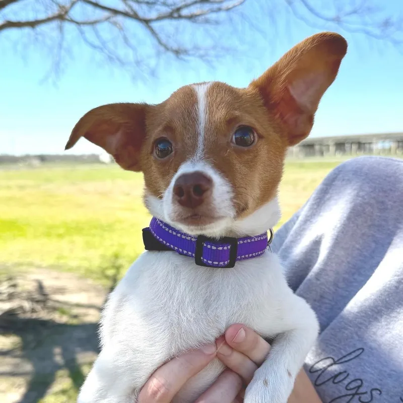 Jelly Bean thumbnail 2