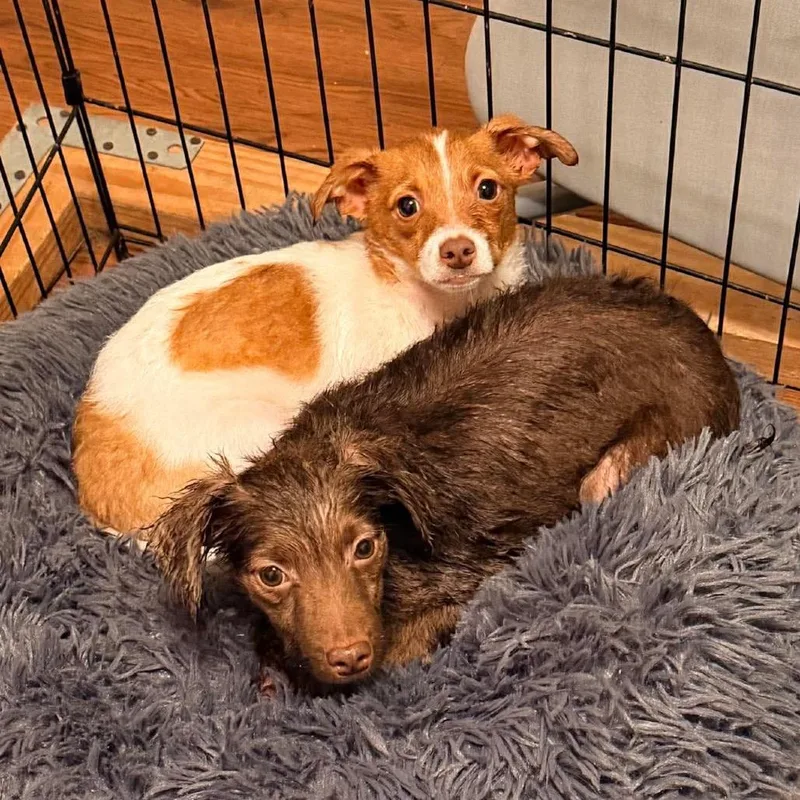 Jelly Bean thumbnail 3