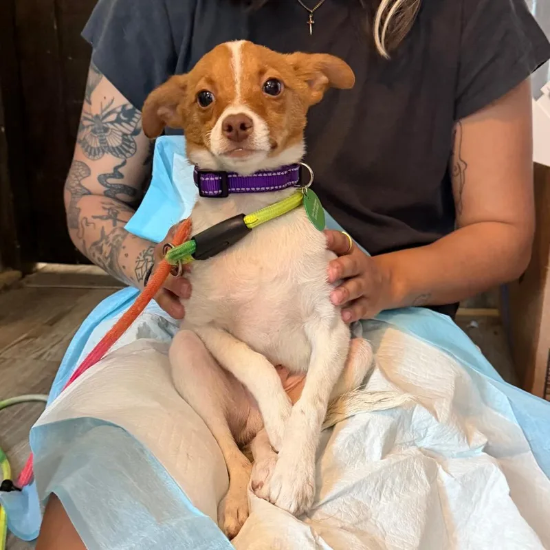 Jelly Bean thumbnail 4