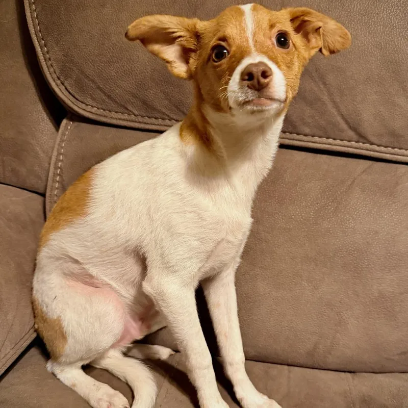 Jelly Bean thumbnail 5