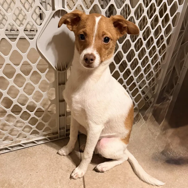 Jelly Bean thumbnail 6