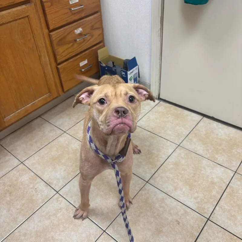 Niecy Nash thumbnail 4