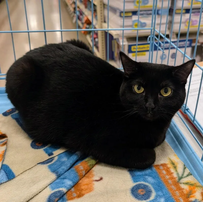 Clarabelle thumbnail 2