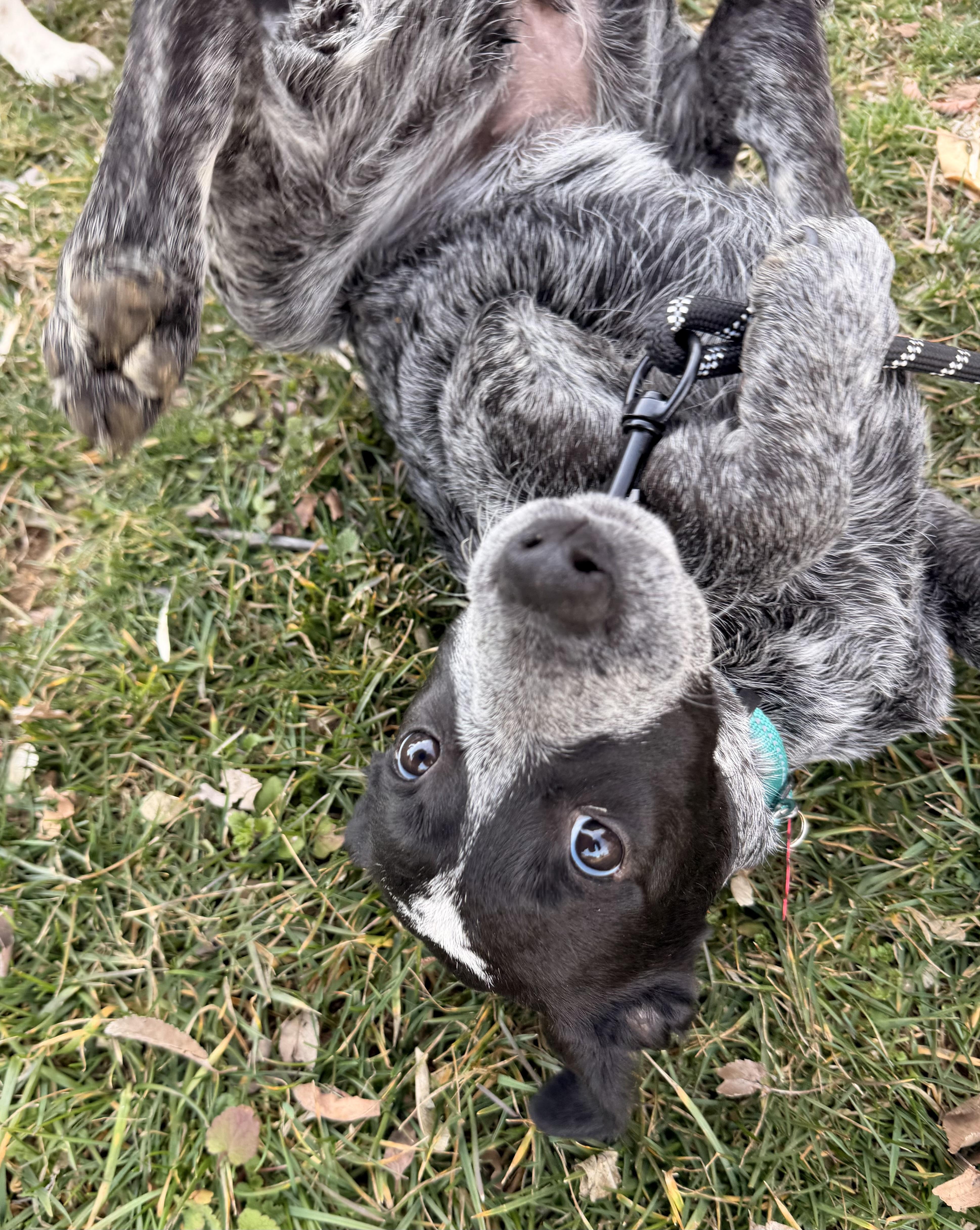 Freckles thumbnail 2