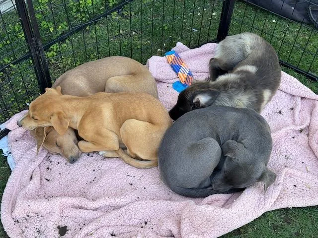 Gooseberry thumbnail 3