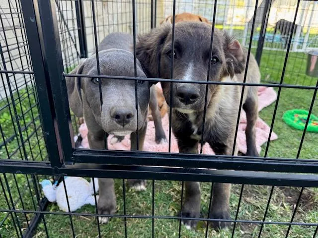 Gooseberry thumbnail 4