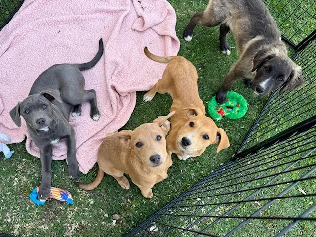 Gooseberry thumbnail 5