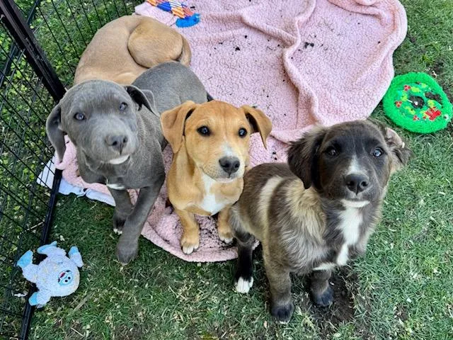 Gooseberry thumbnail 6