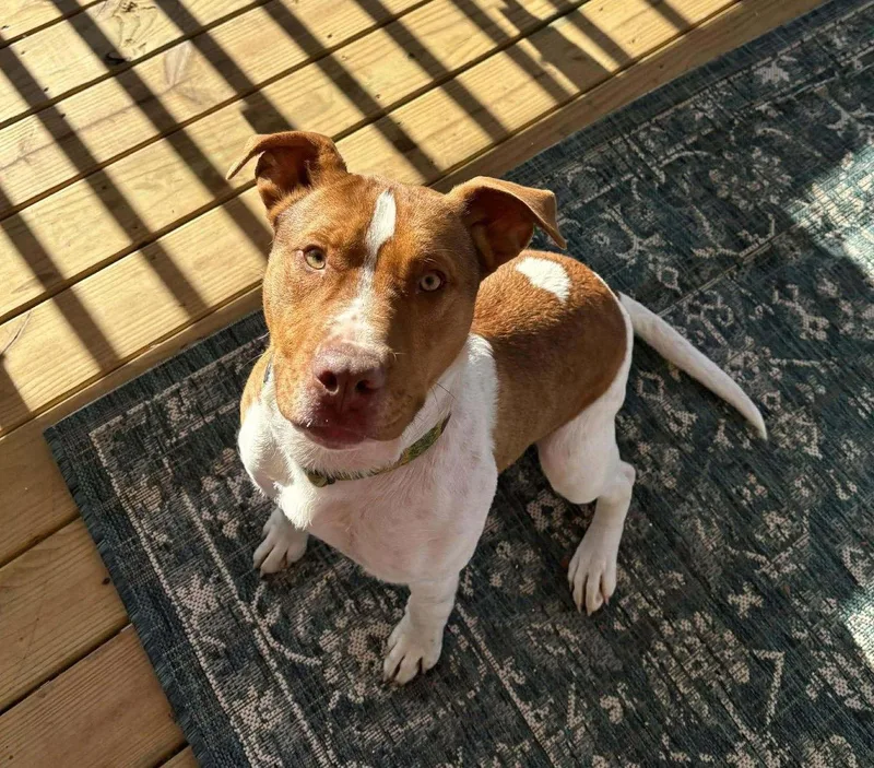 Rubble Ii thumbnail 2