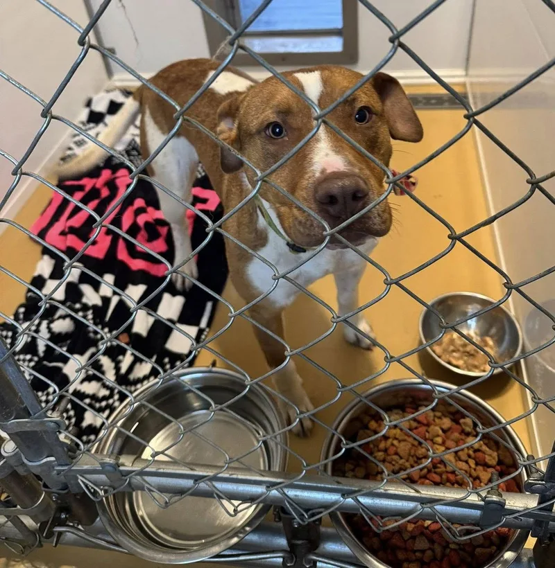 Rubble Ii thumbnail 3