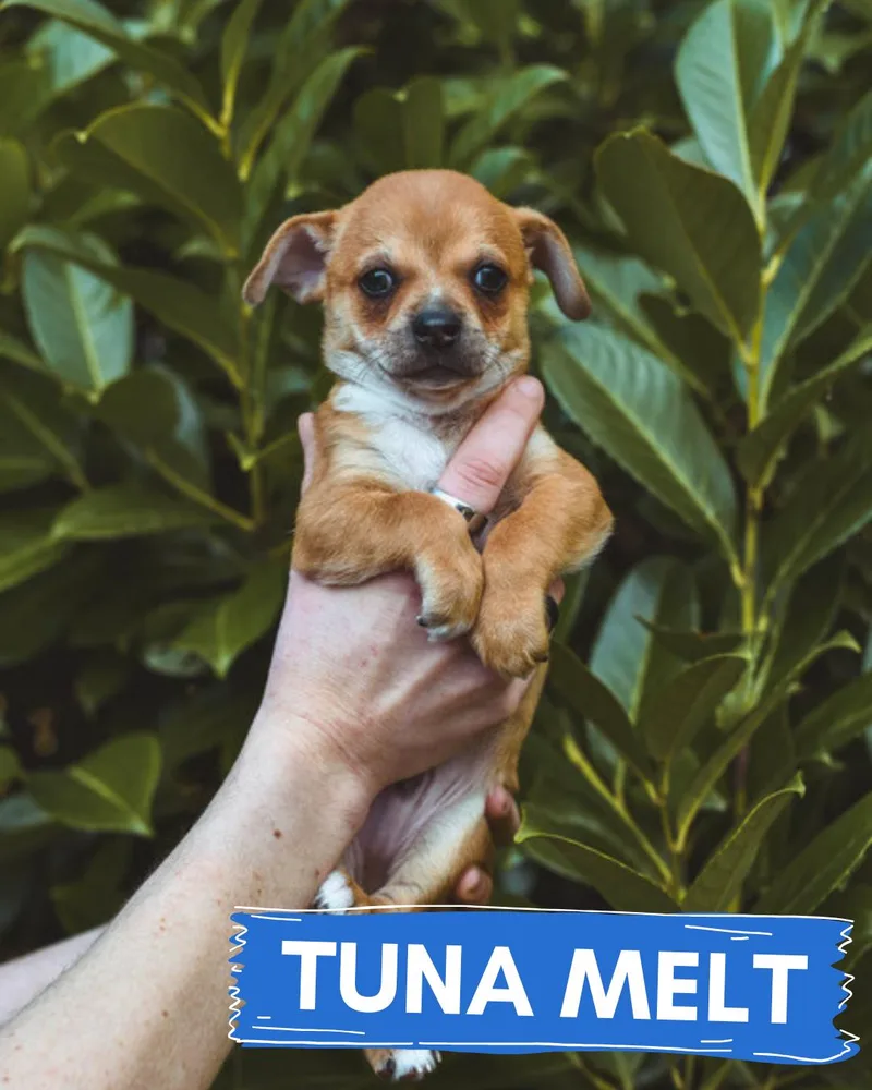 Tuna Melt And Blueberry thumbnail 2