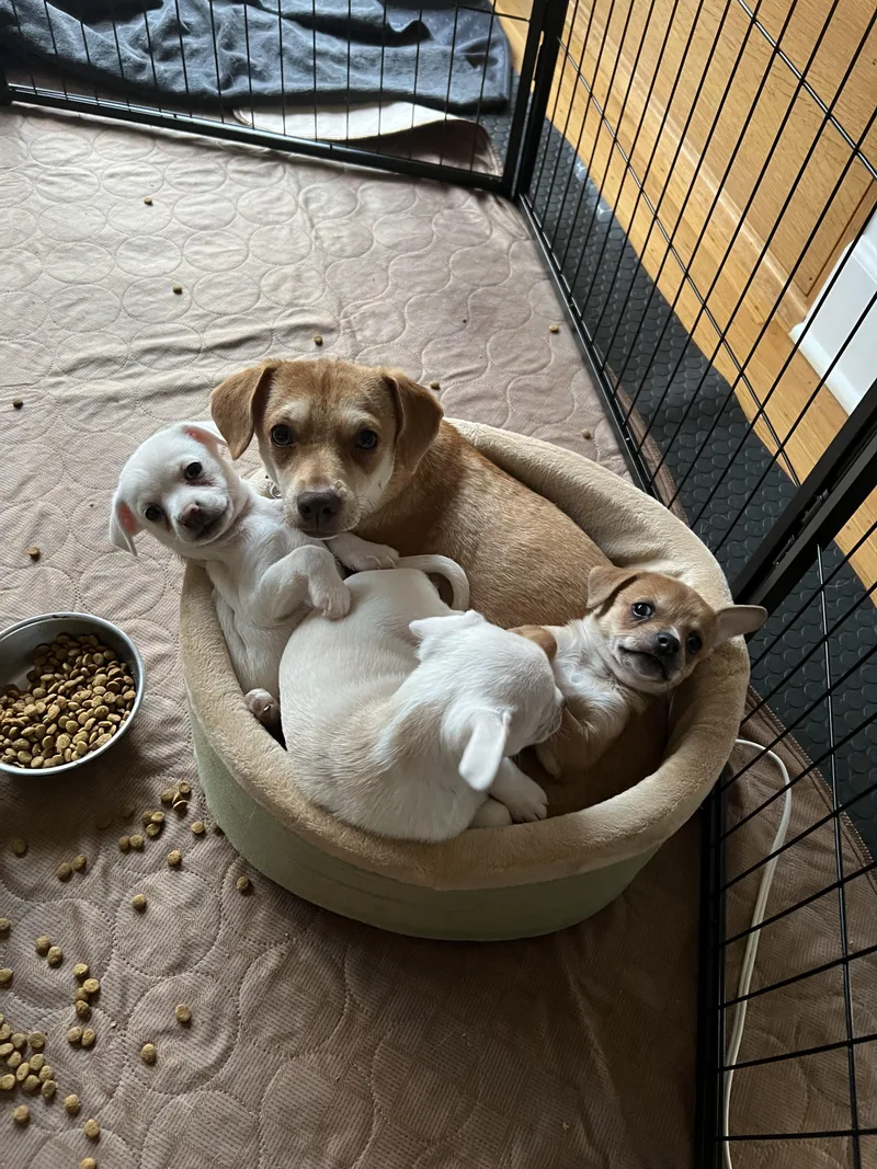 Tuna Melt And Blueberry thumbnail 3