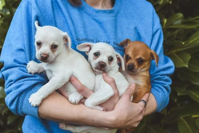 Tuna Melt And Blueberry
