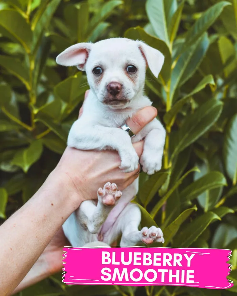 Tuna Melt And Blueberry thumbnail 4