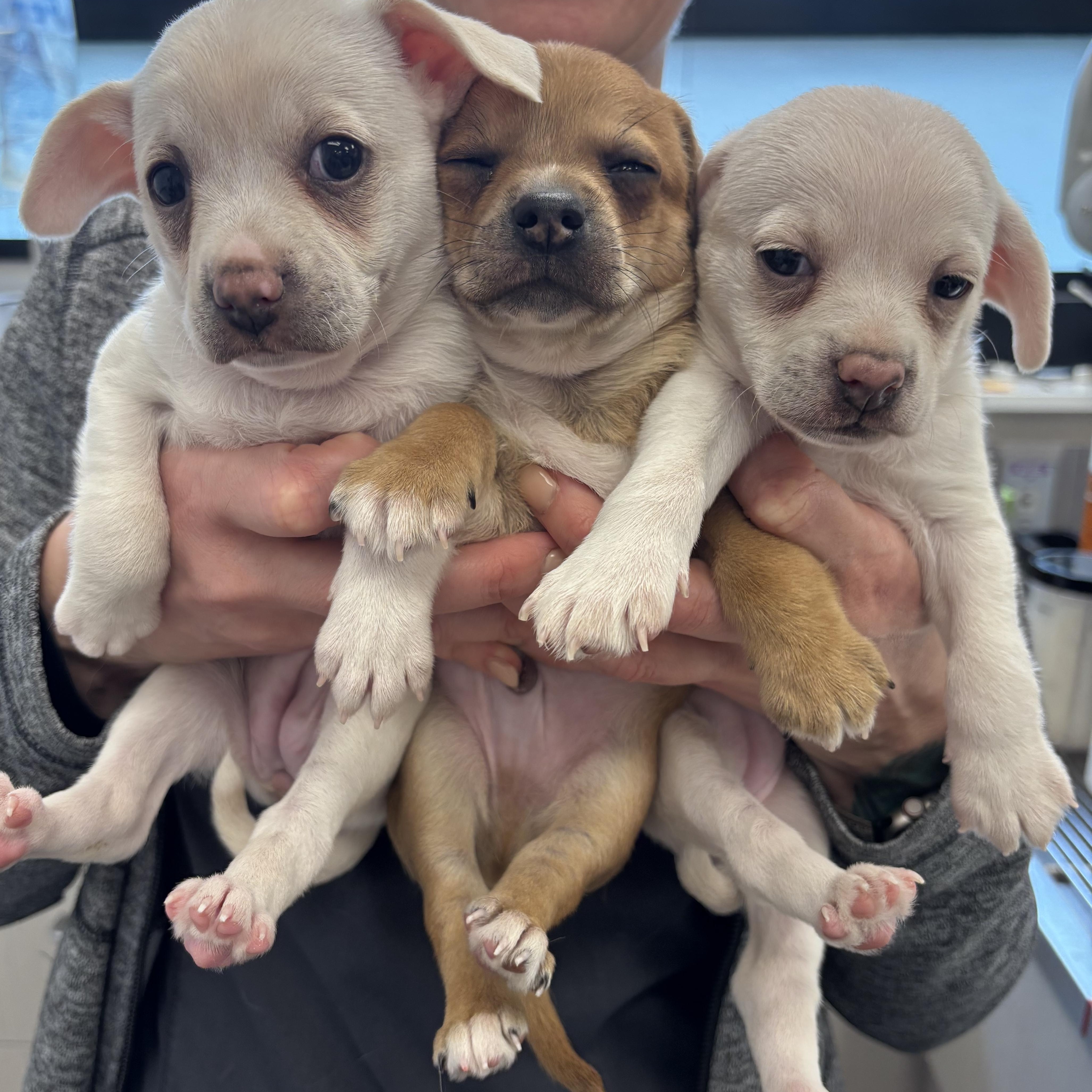 Tuna Melt And Blueberry thumbnail 5