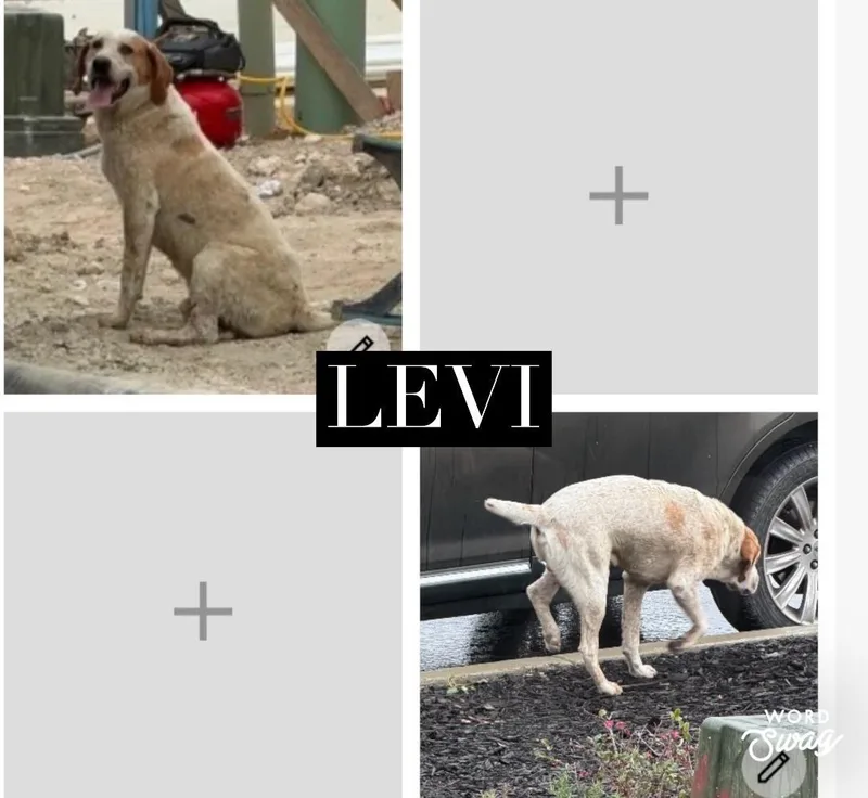 Levi