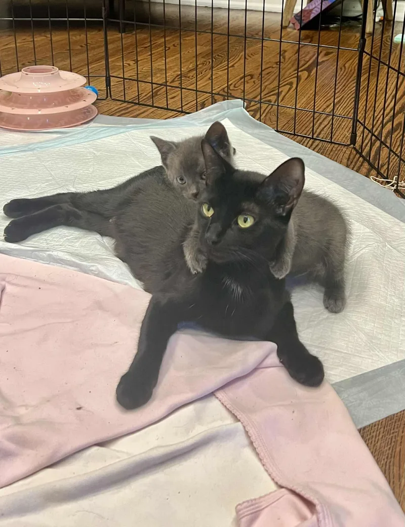 Blitzen Claus And Mama thumbnail 3