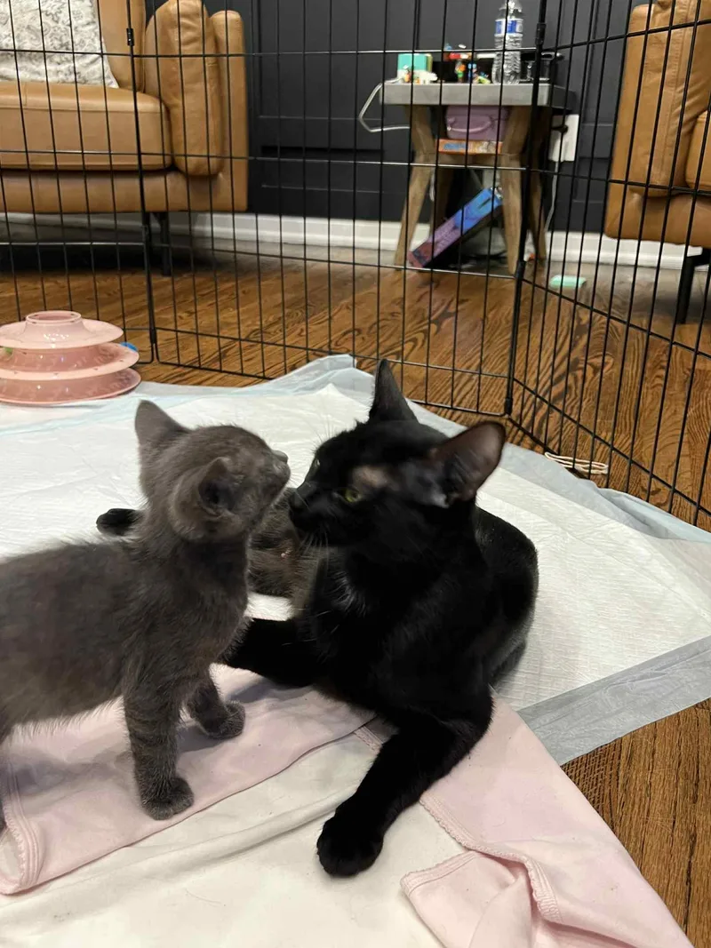 Blitzen Claus And Mama thumbnail 4