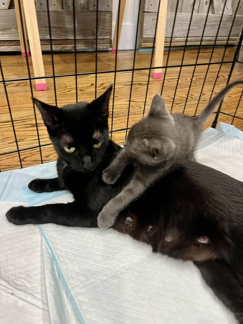 Blitzen Claus And Mama thumbnail 5