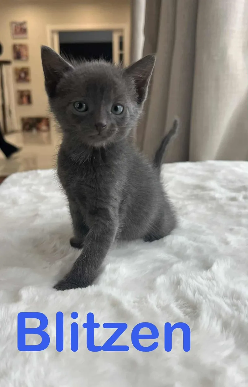 Blitzen Claus And Mama thumbnail 6